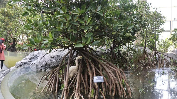 解鎖2019北京世園會(huì) 你需要這本神奇植物辭典