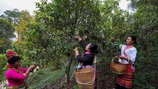 布朗山：茶香不怕林子深