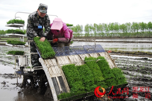 鴨綠河農(nóng)場(chǎng)武裝部成立了由30名骨干民兵組成的民兵助農(nóng)備耕突擊隊(duì)，助力春耕生產(chǎn)。